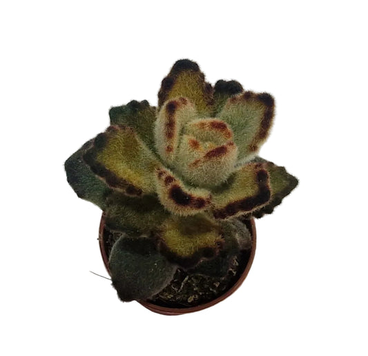 Kalanchoe tomentosa chocolate