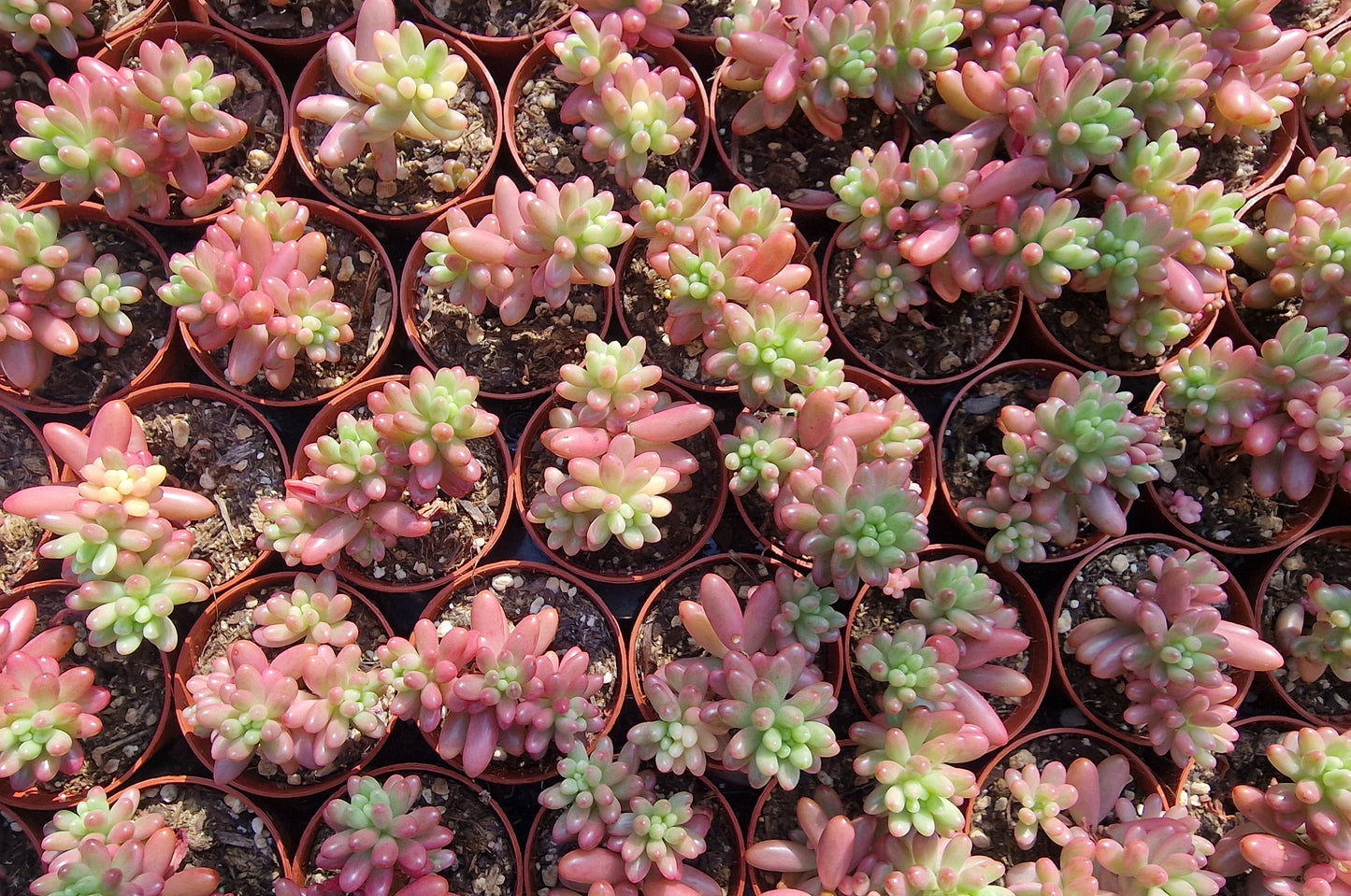 Sedum rubrotinctum