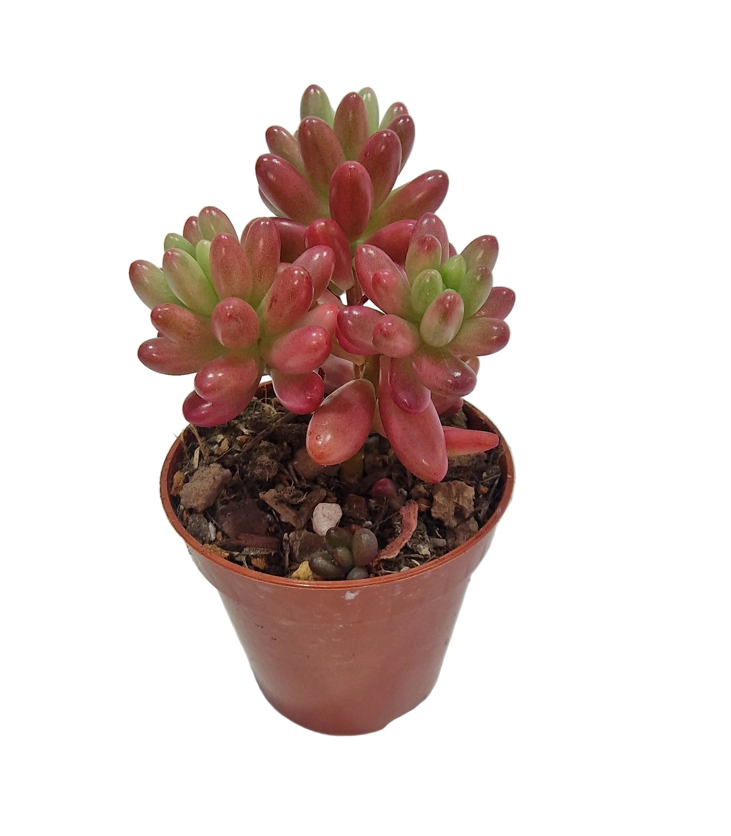 Sedum rubrotinctum
