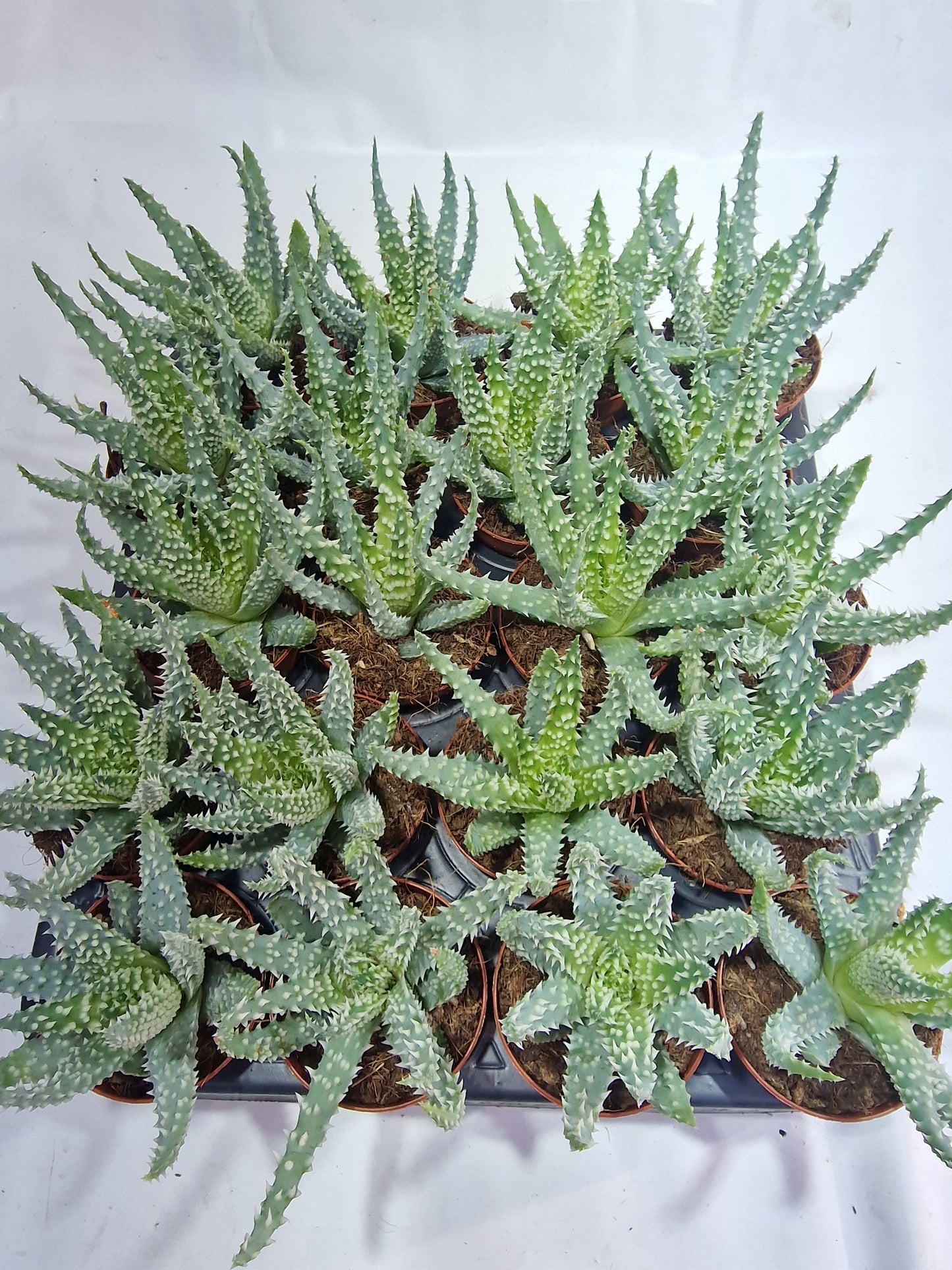 Aloe humilis