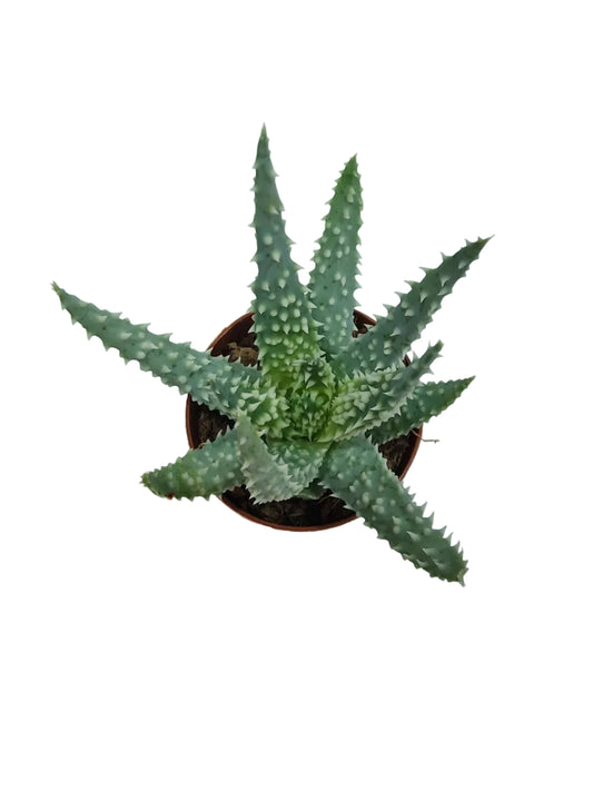 Aloe humilis