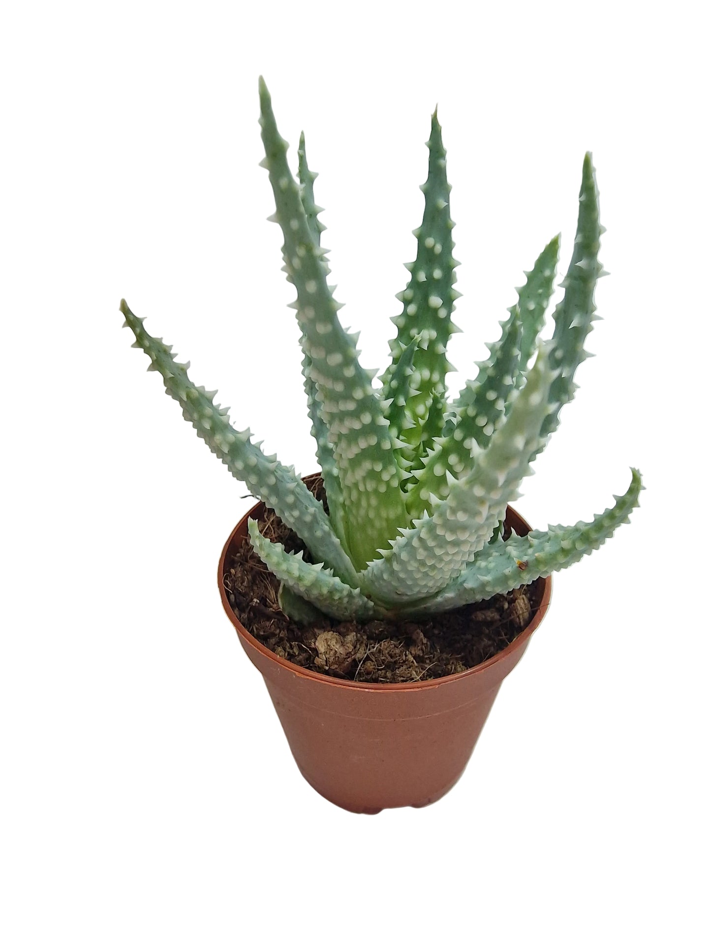 Aloe humilis