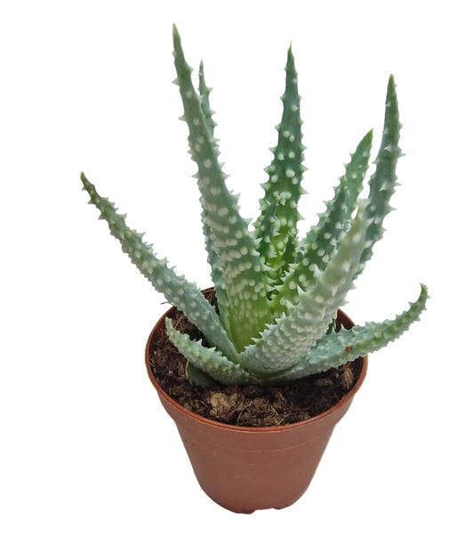 Aloe humilis