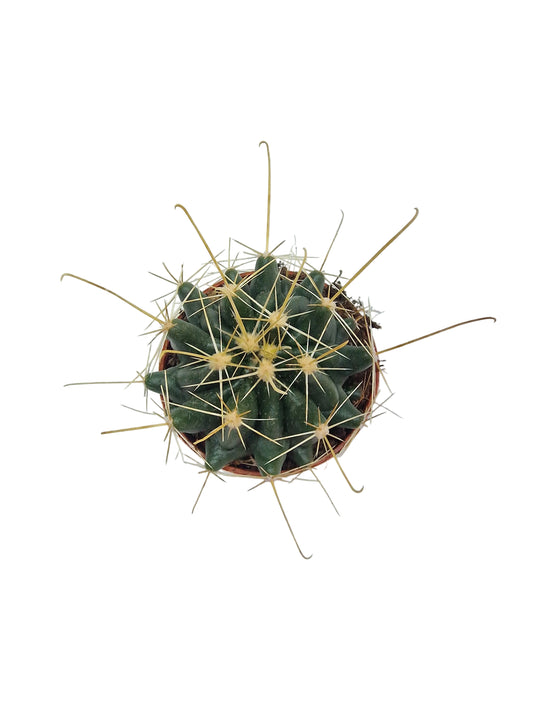 Hamatocactus hamatacanthus