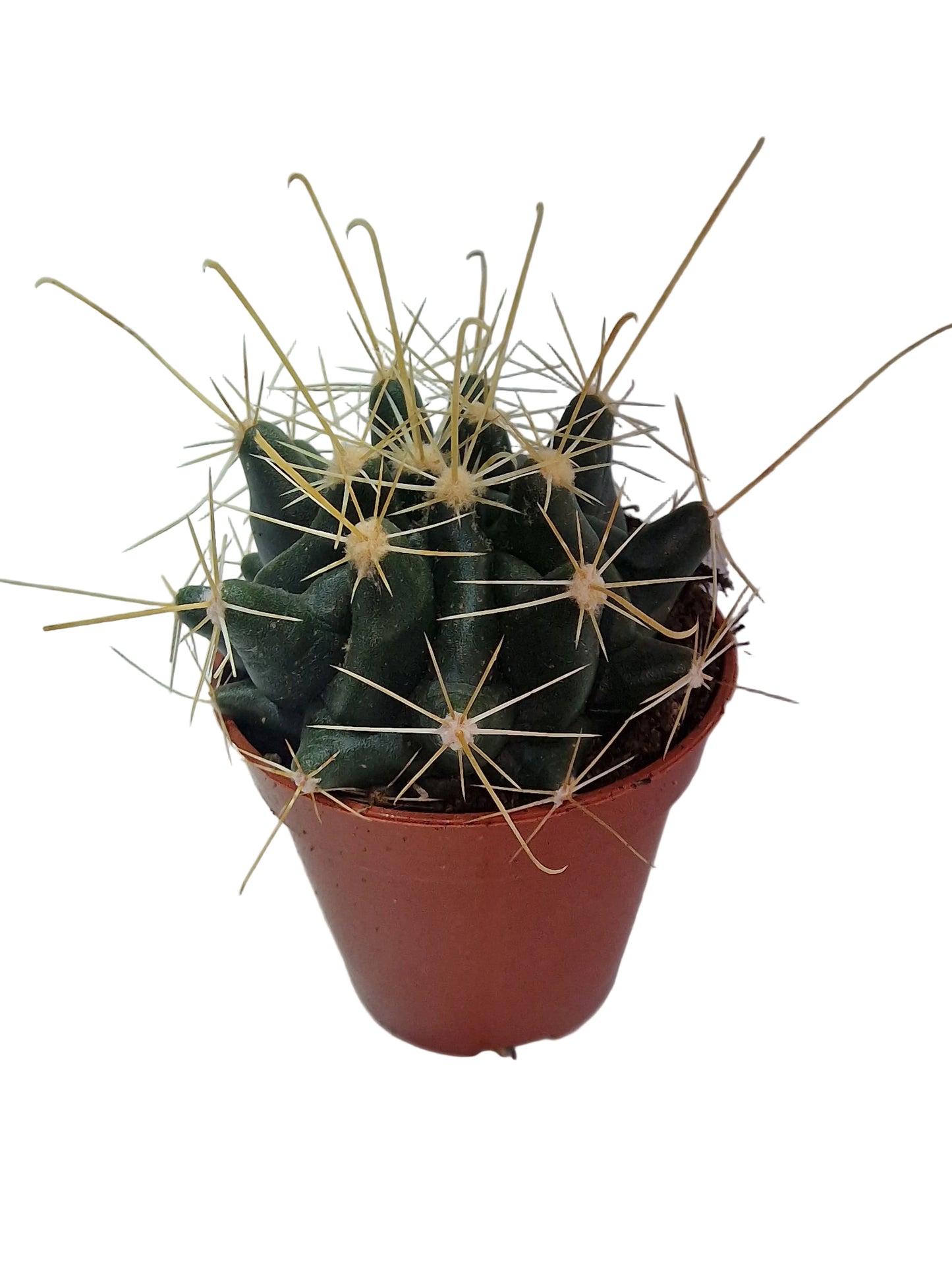 Hamatocactus hamatacanthus
