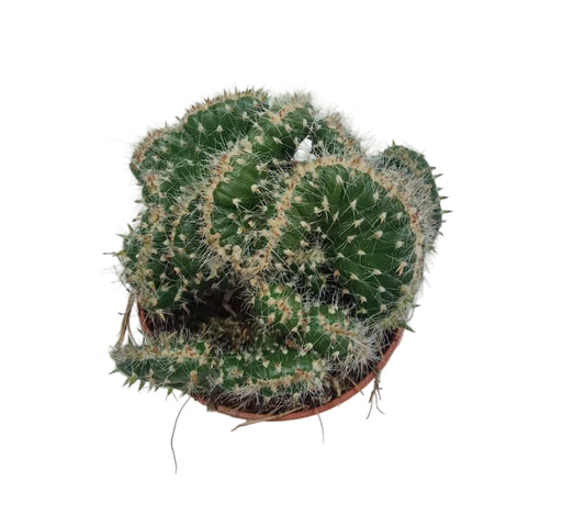 Opuntia cylindrica cristata