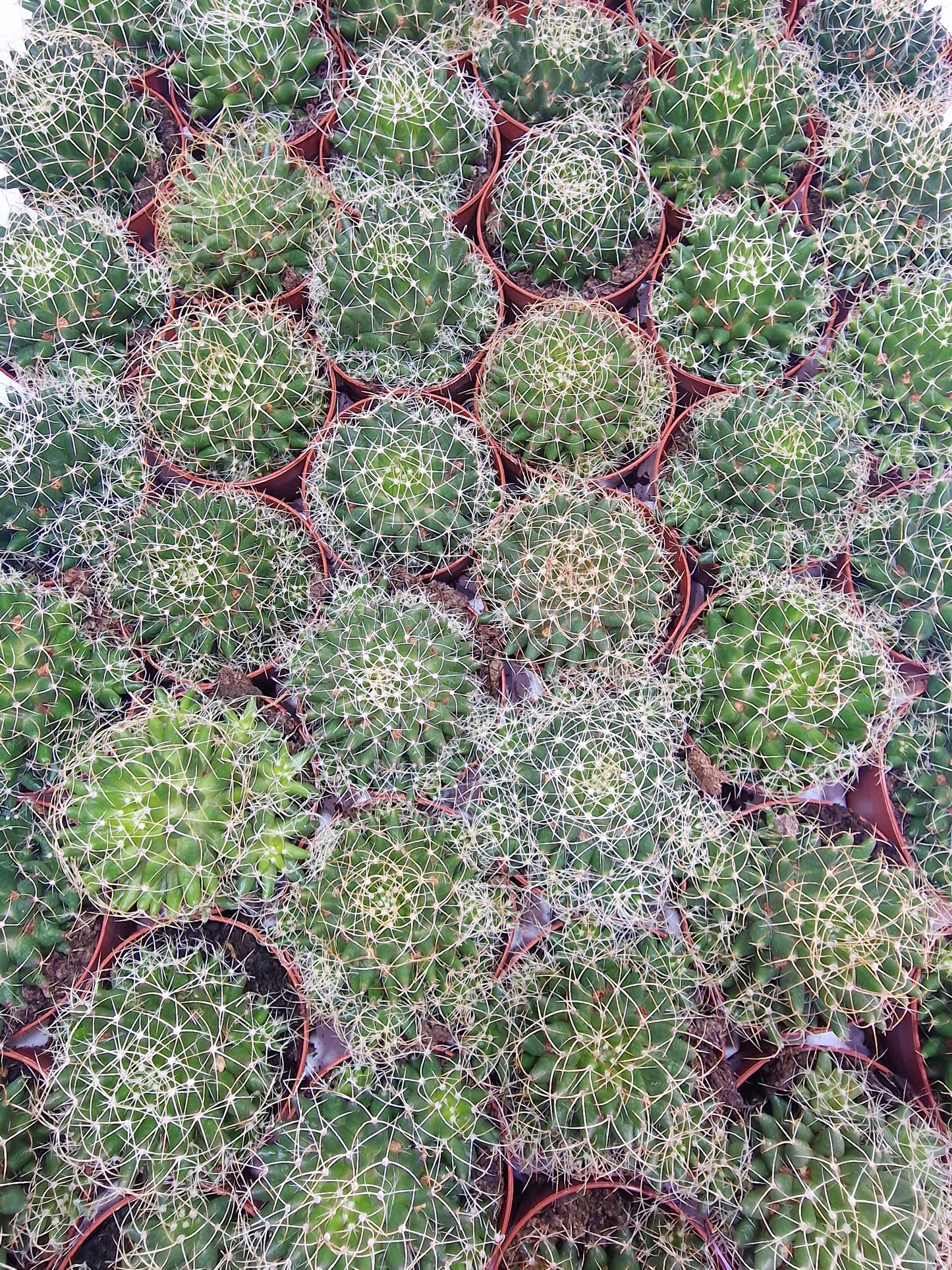 Mammillaria decipiens
