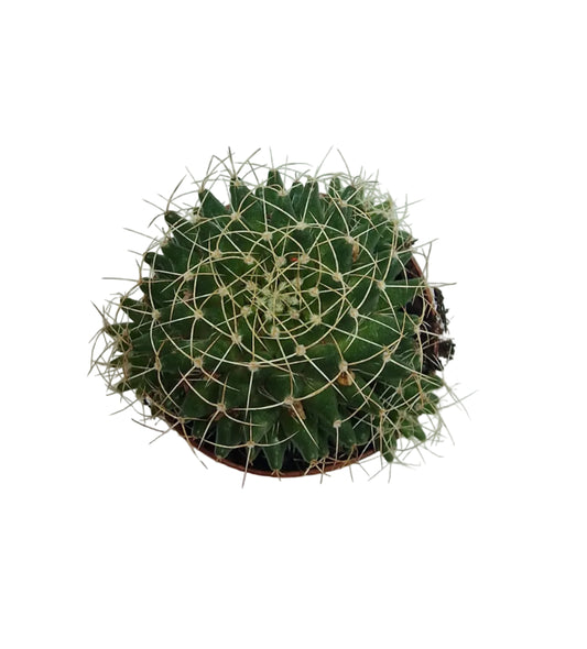 Mammillaria decipiens