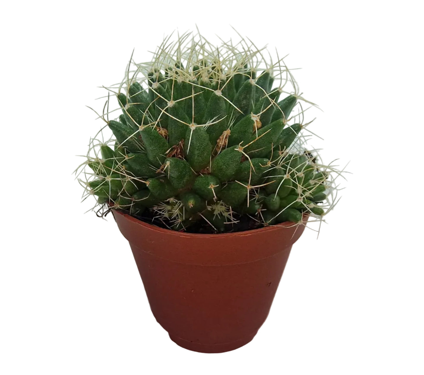 Mammillaria decipiens