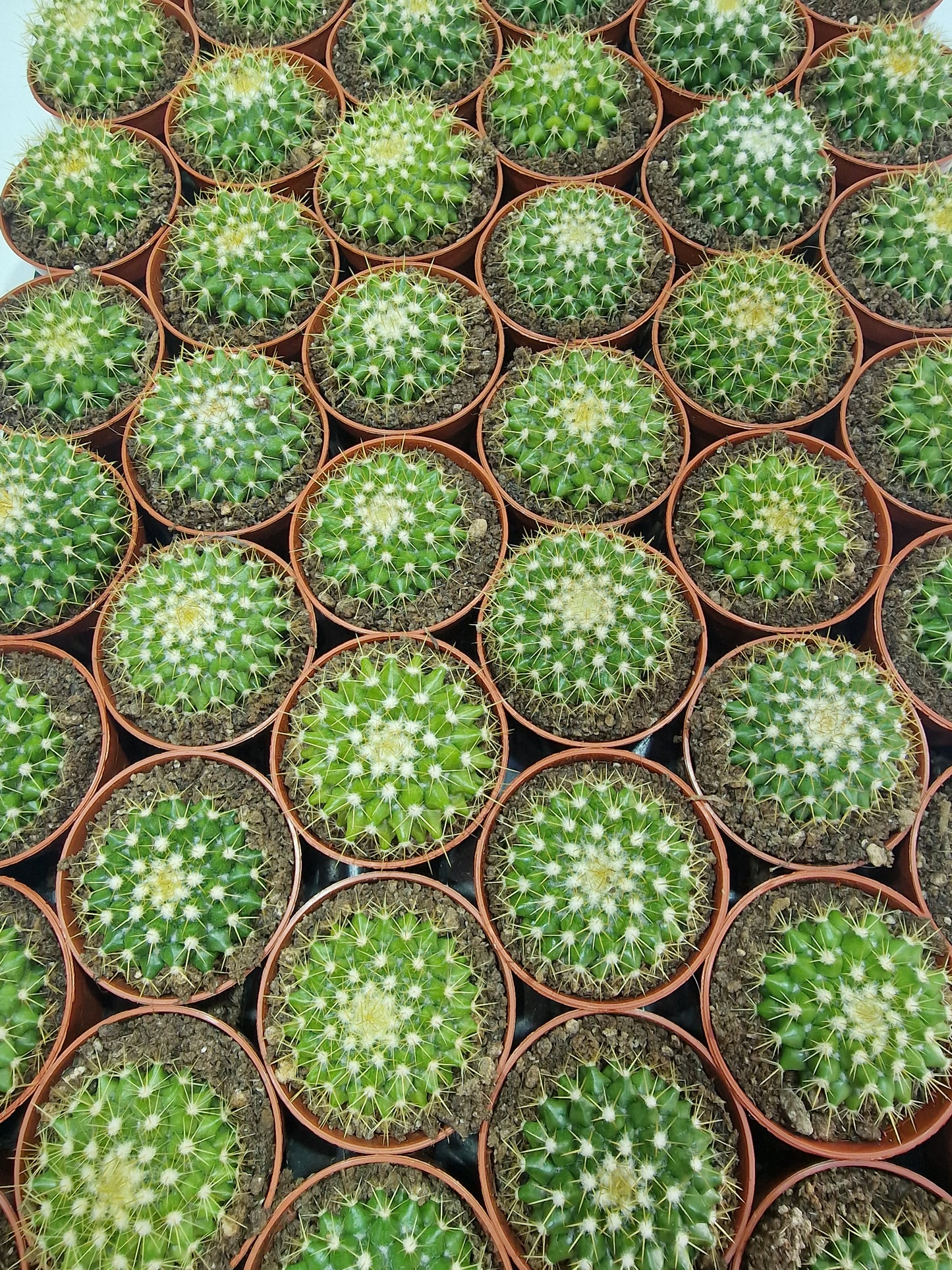 Mammillaria marksiana