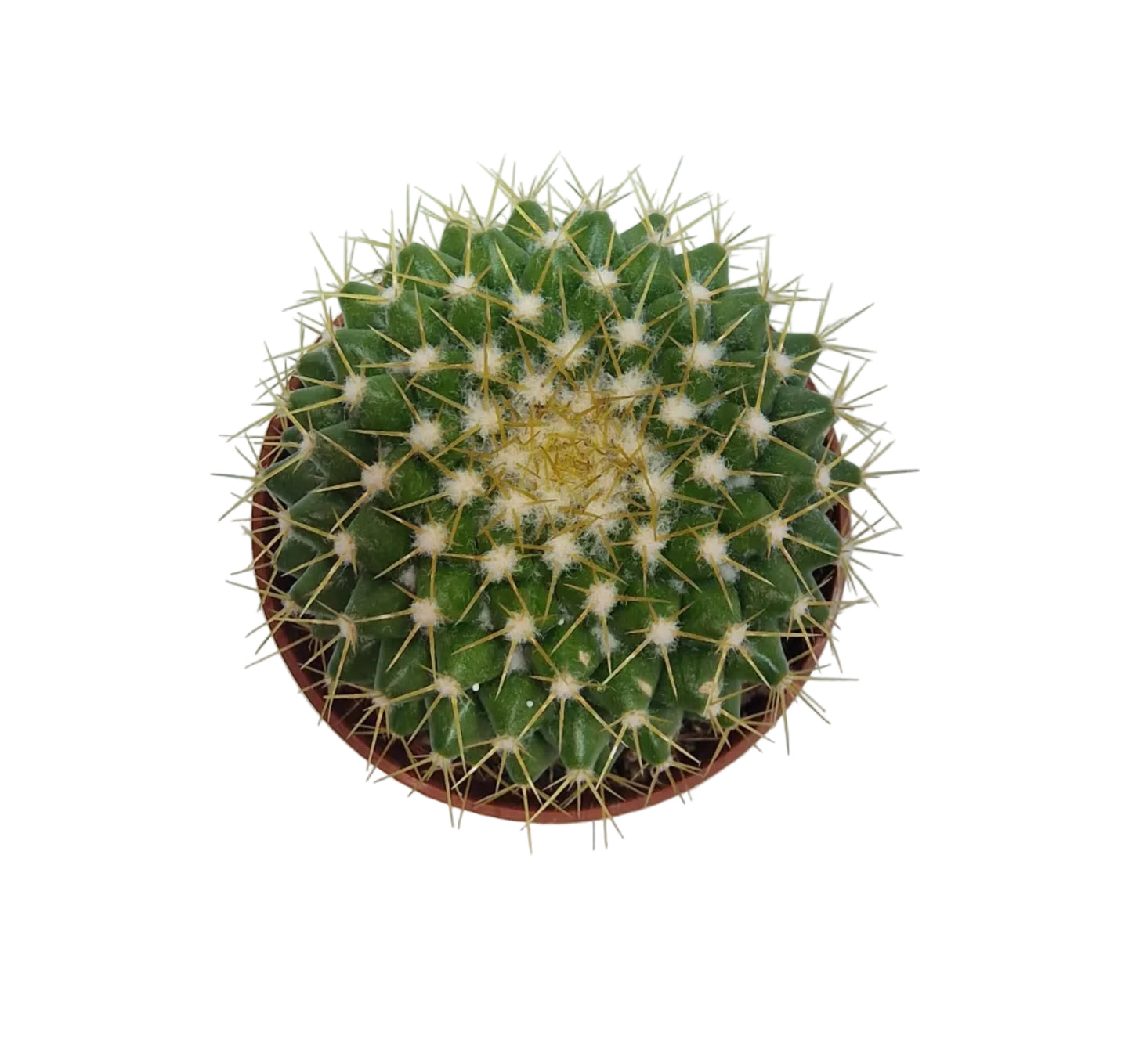 Mammillaria marksiana