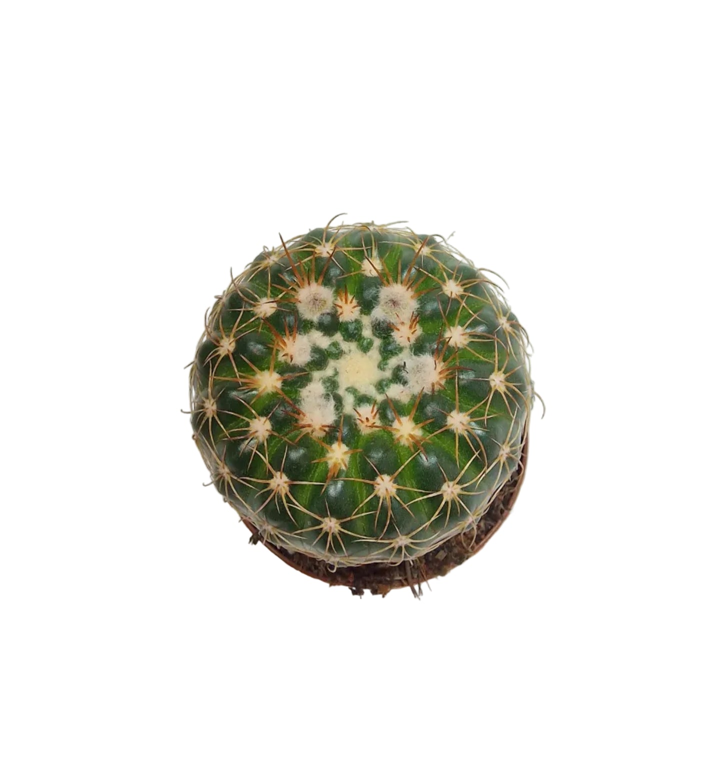 Notocactus uebelmannianus