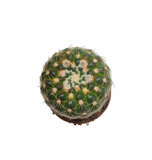 Notocactus uebelmannianus