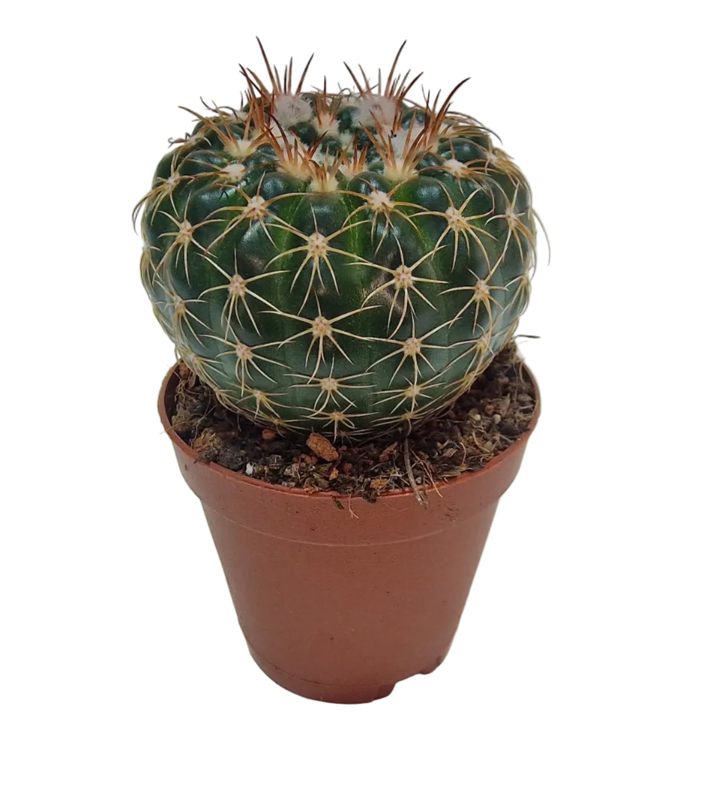 Notocactus uebelmannianus