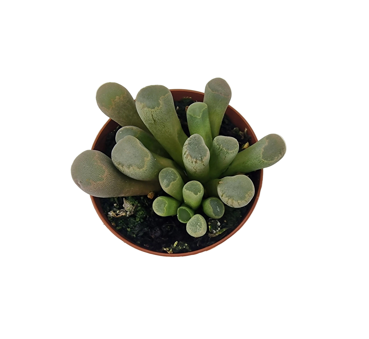Frithia pulchra