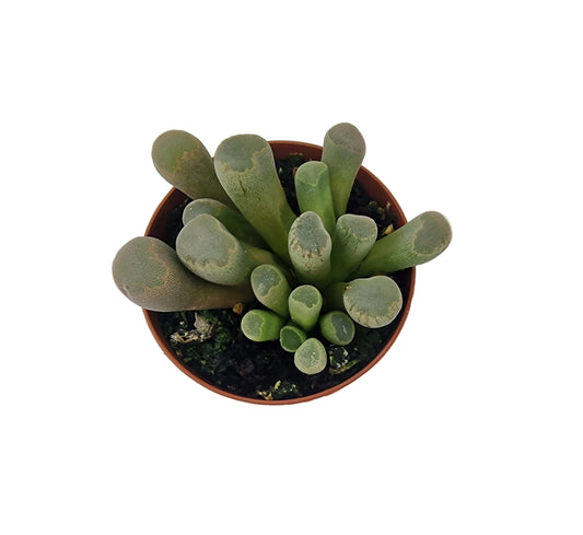 Frithia pulchra