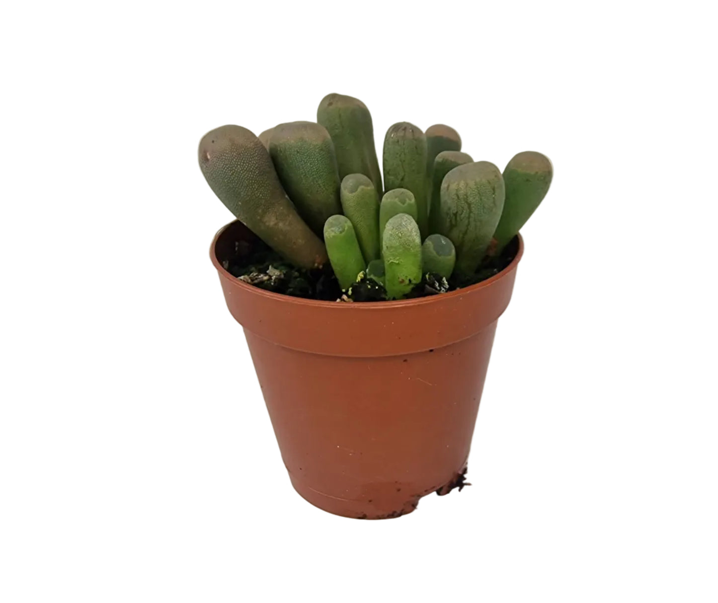 Frithia pulchra