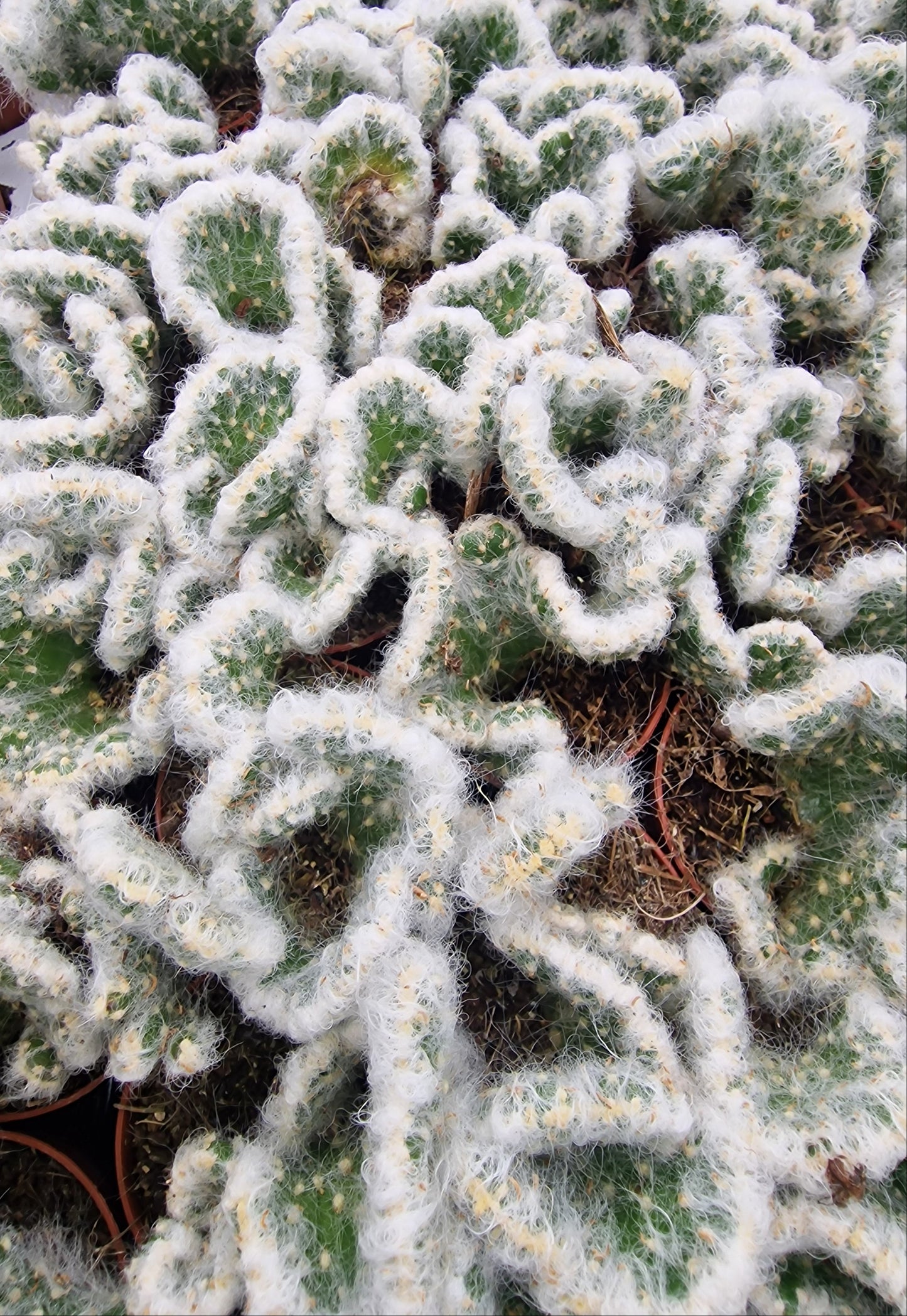 Austrocylindropuntia vestita cristata