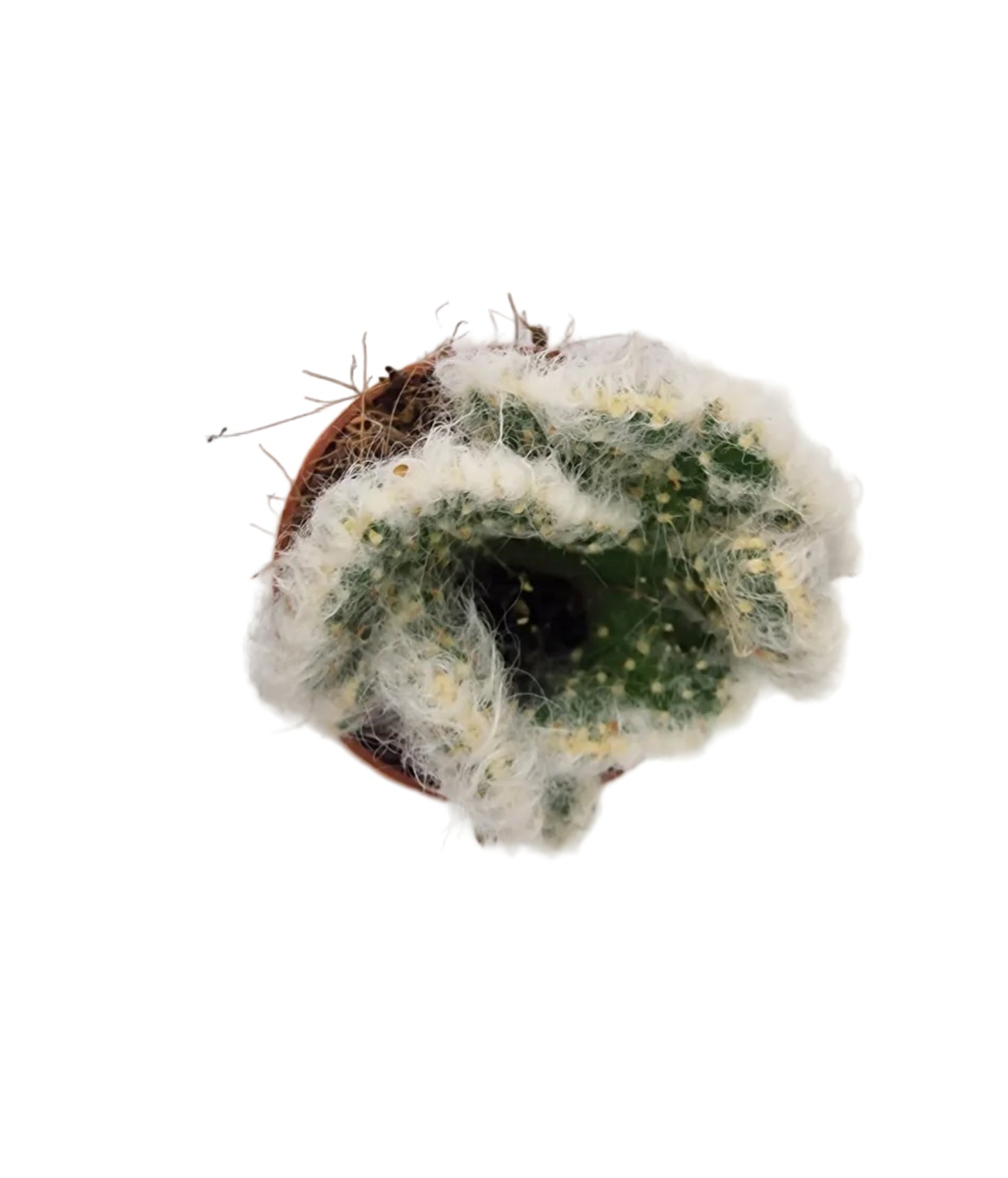 Austrocylindropuntia vestita cristata