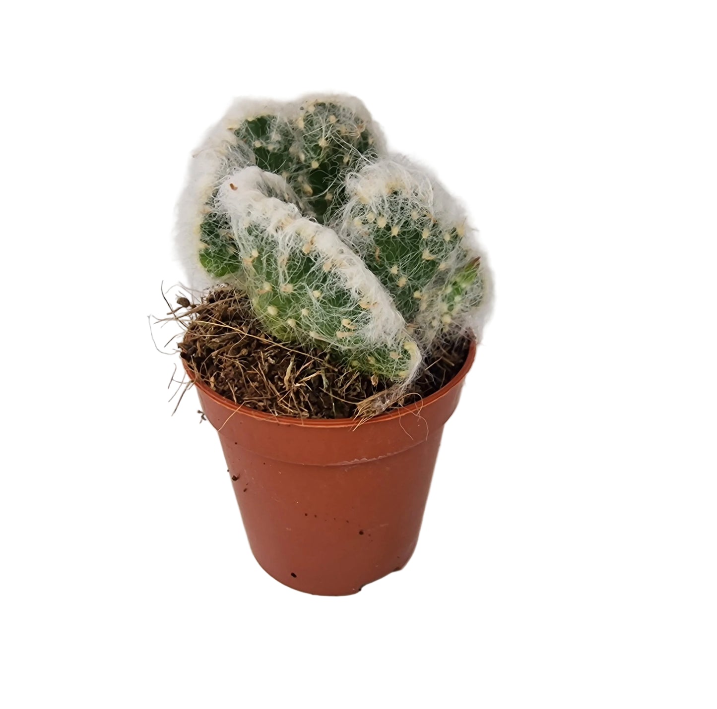 Austrocylindropuntia vestita cristata
