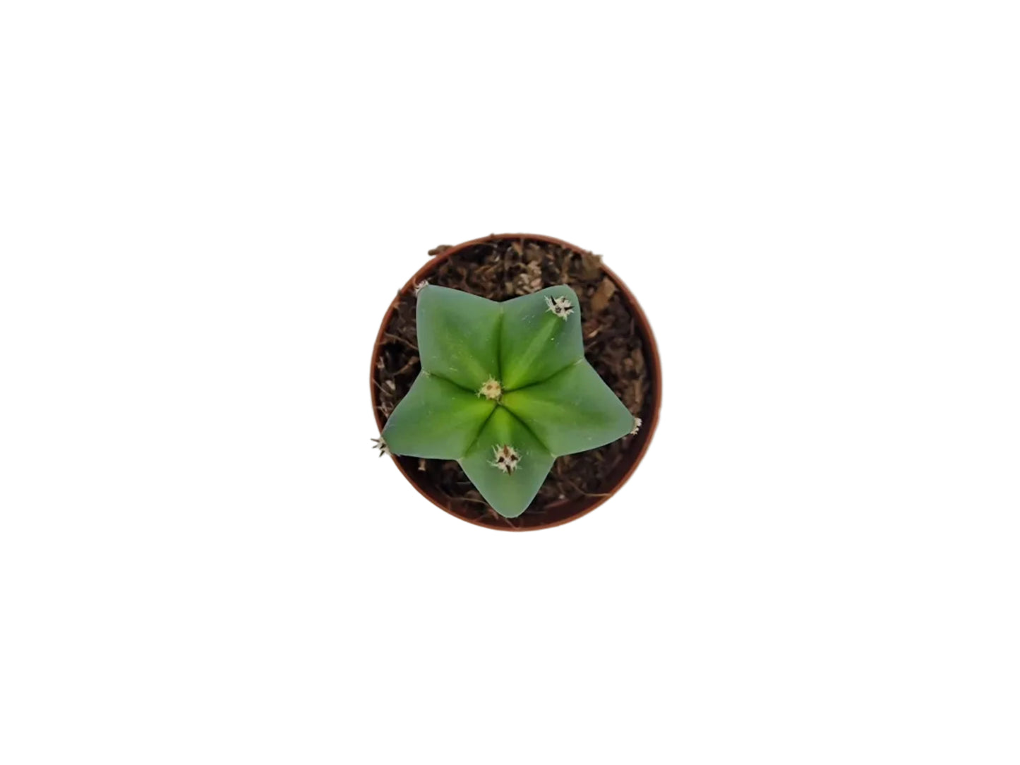 Myrtillocactus geometrizans