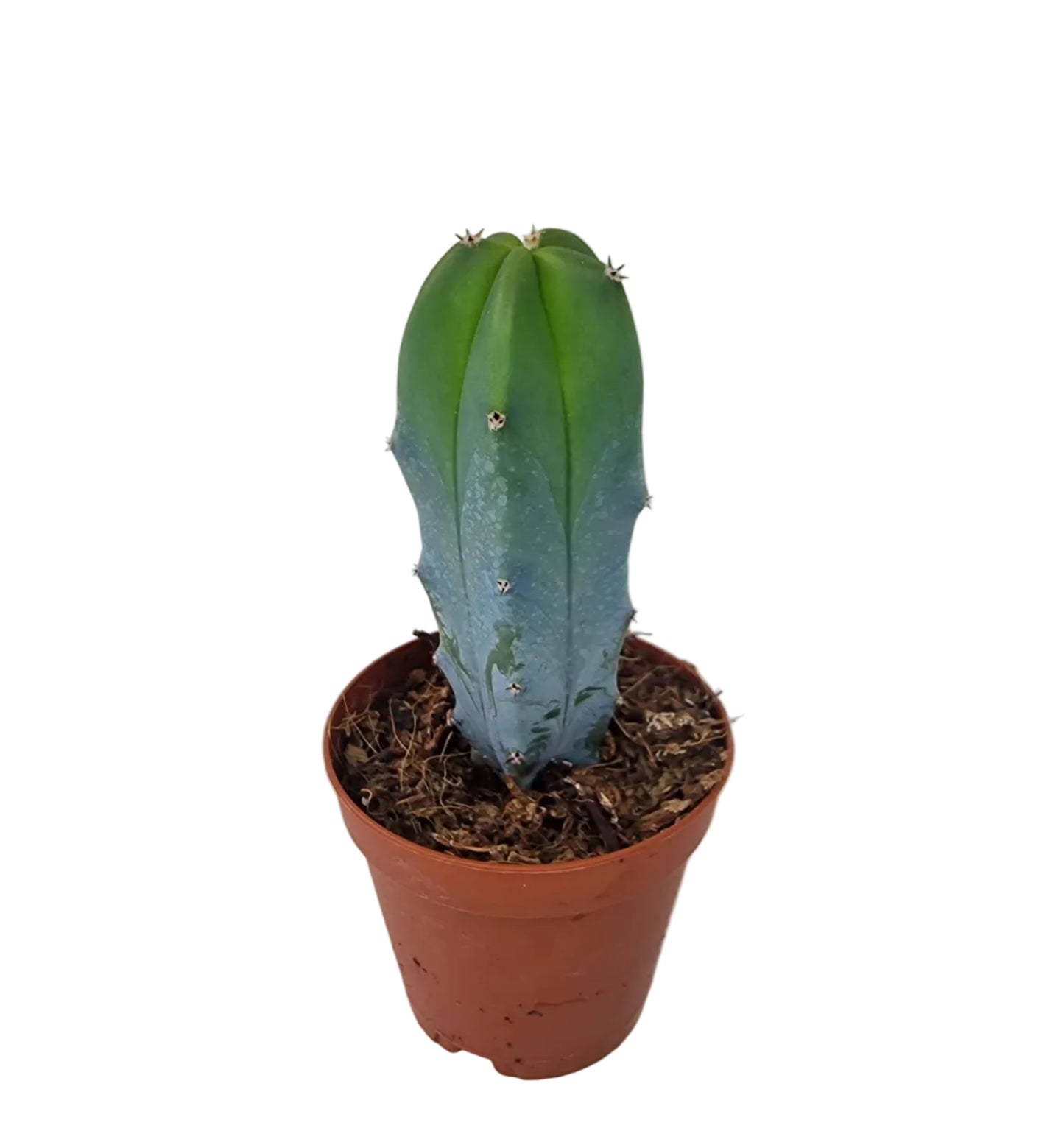 Myrtillocactus geometrizans