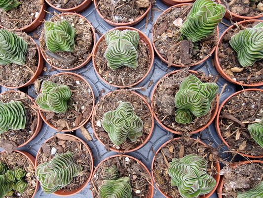 Crassula 'Buddha's Temple'