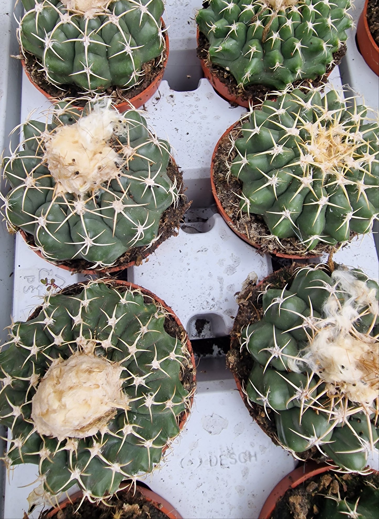 Discocactus placentiformis
