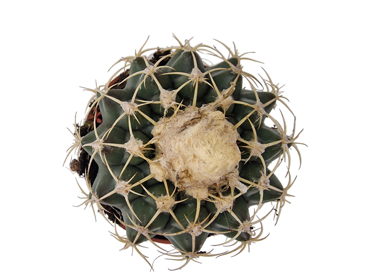 Discocactus placentiformis
