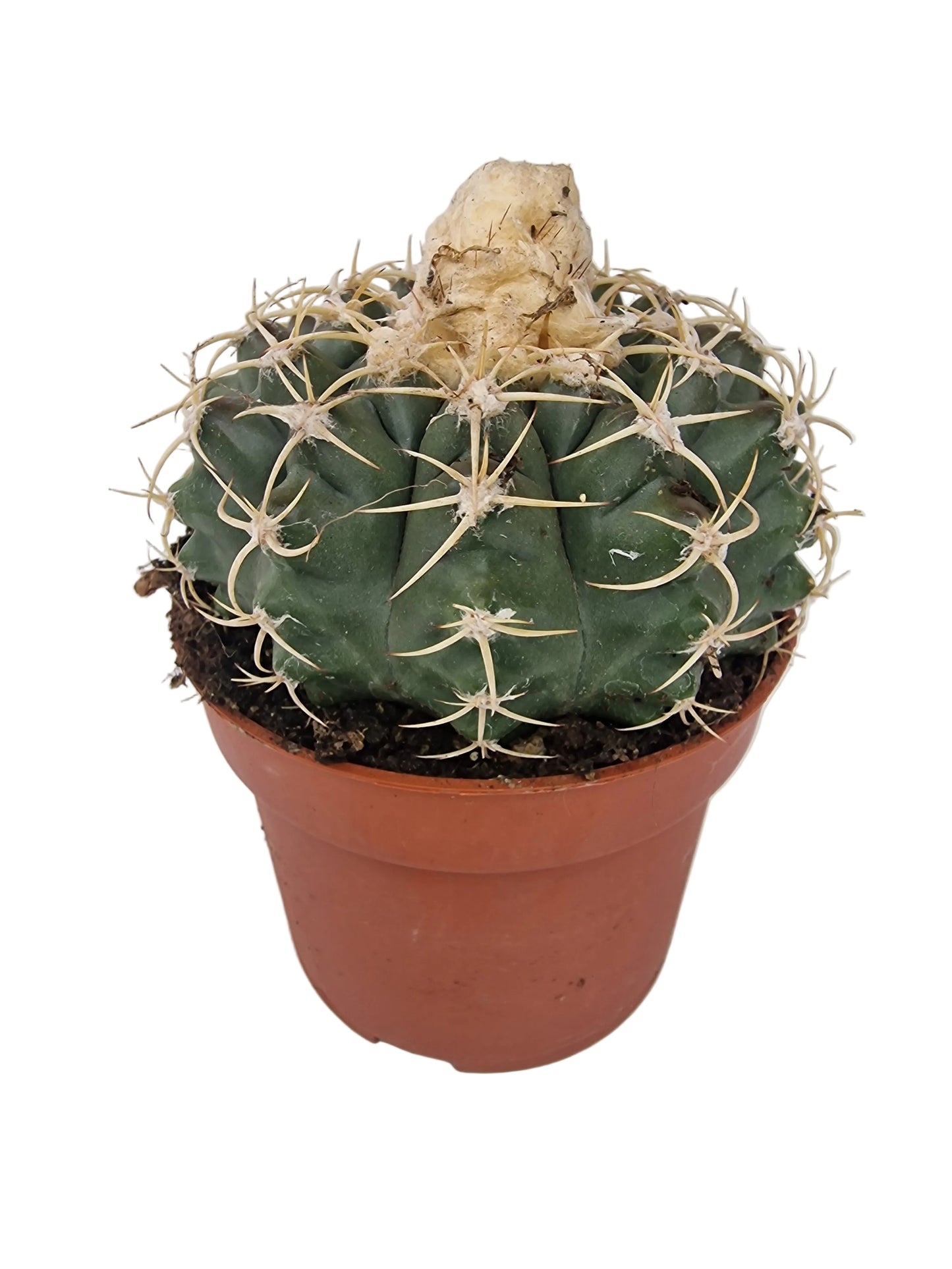 Discocactus placentiformis
