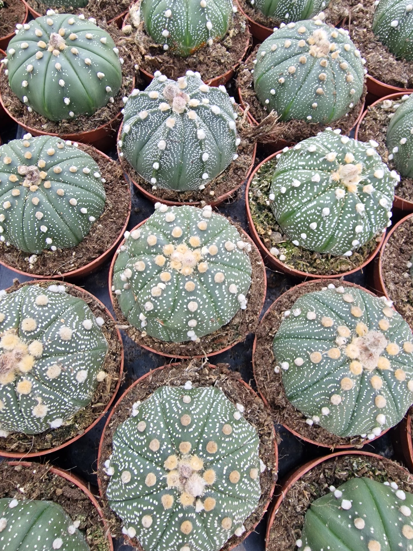 Astrophytum asterias