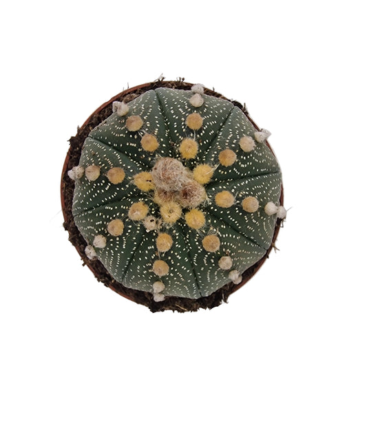 Astrophytum asterias