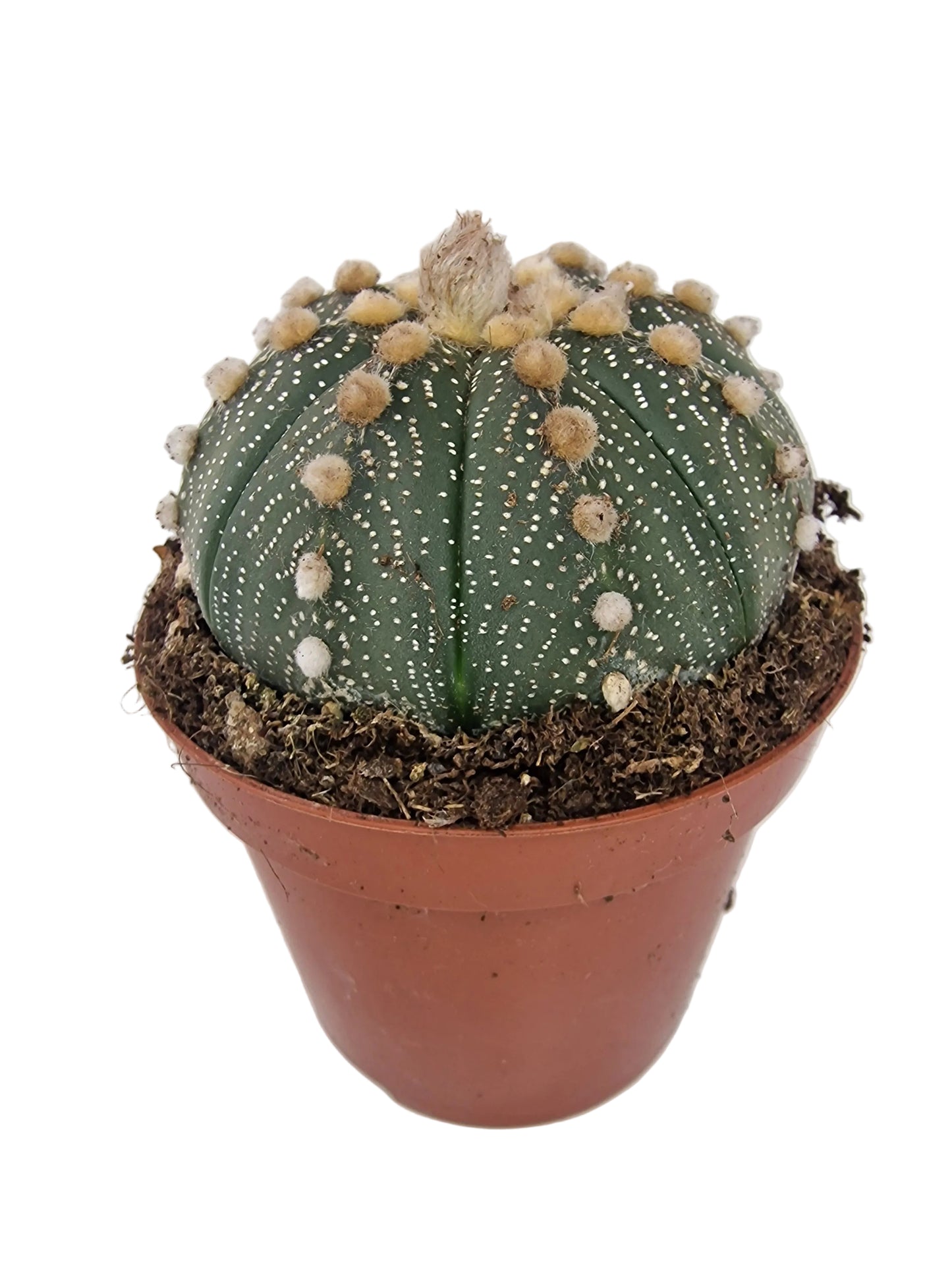 Astrophytum asterias