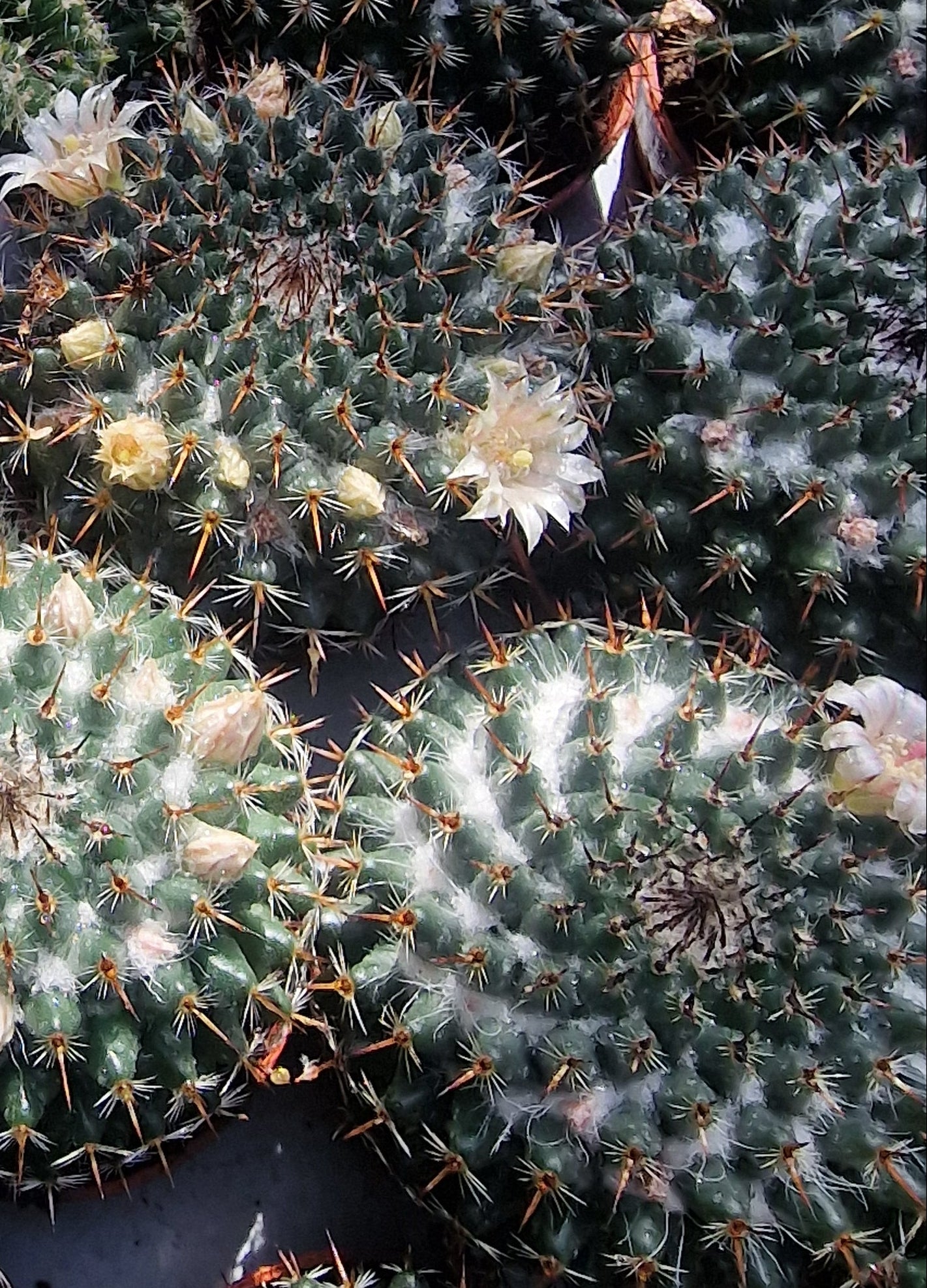 Mammillaria formosa