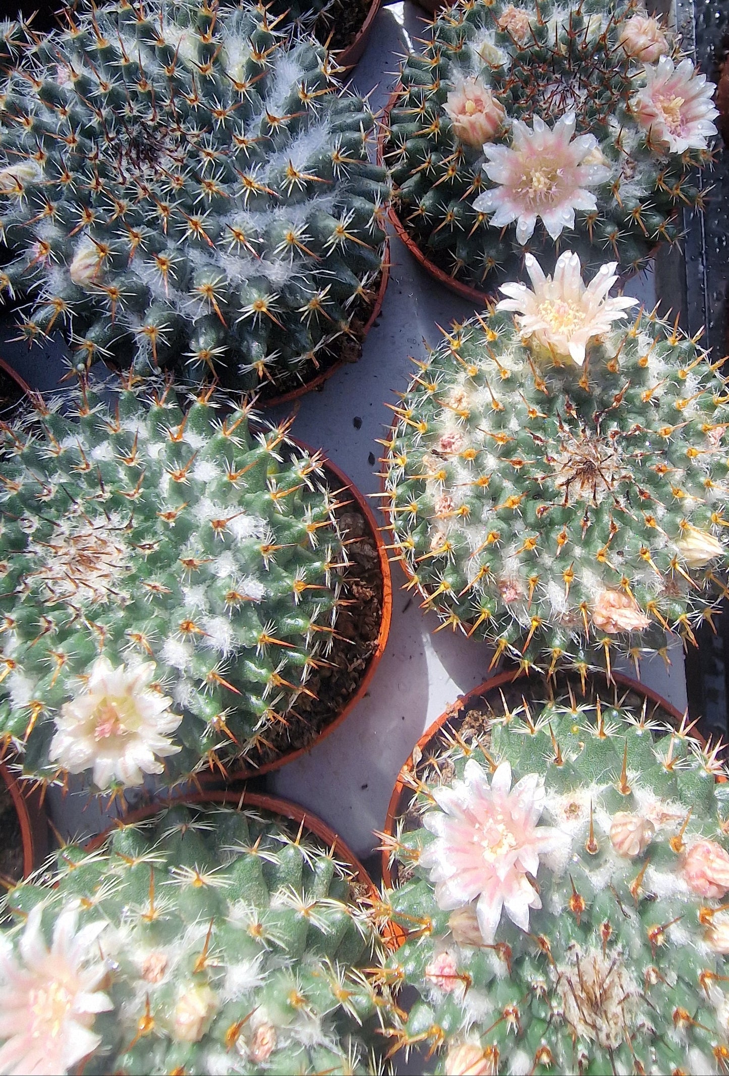 Mammillaria formosa