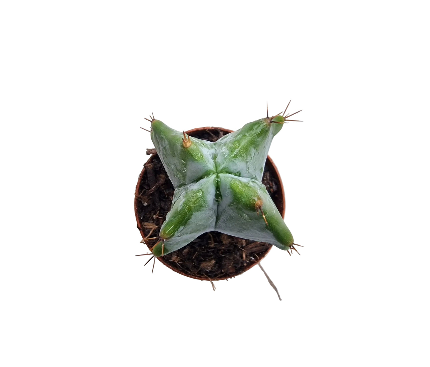 Ritterocereus pruinosus