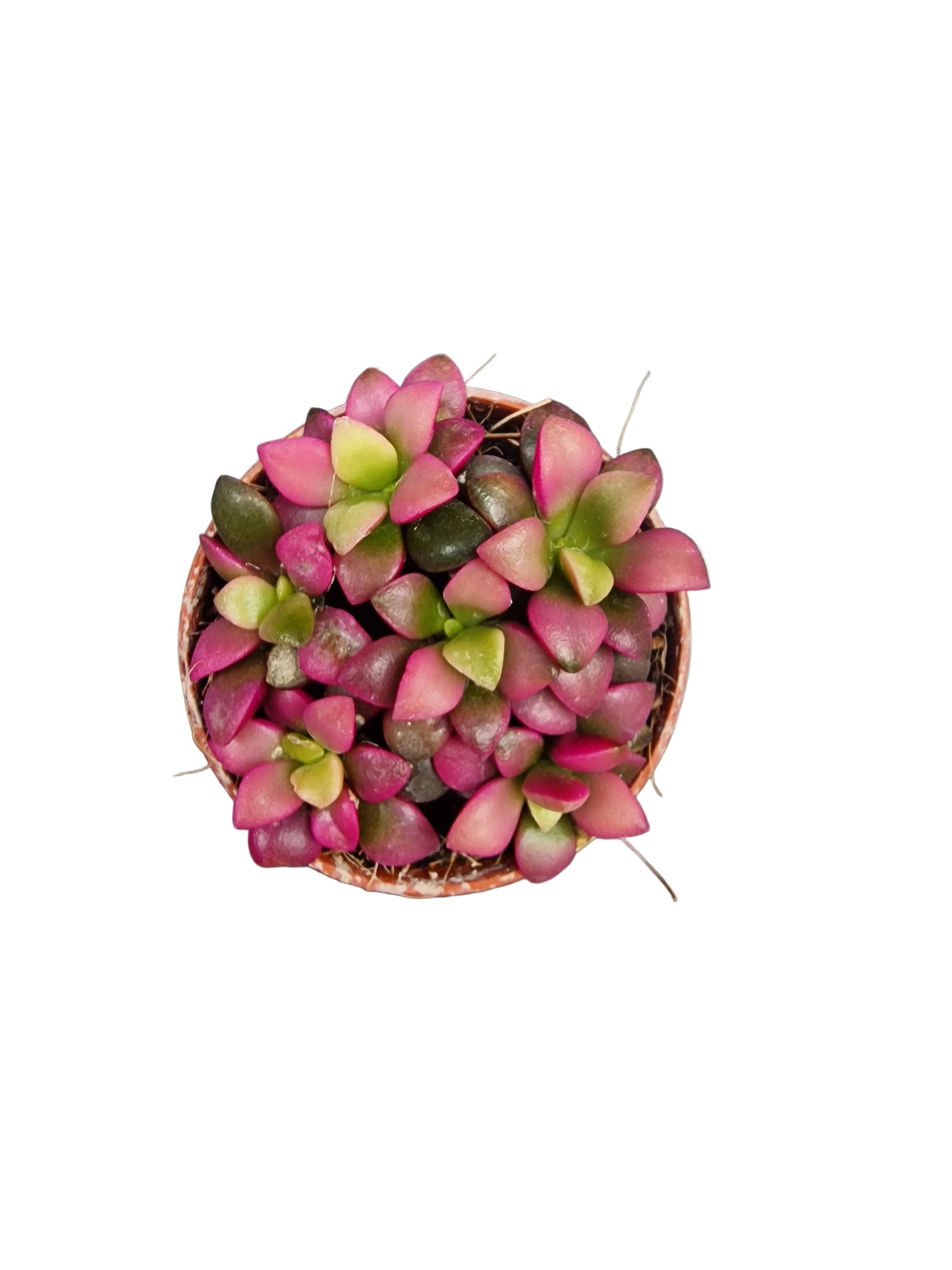 Anacampseros rufescens ‘Sunrise‘
