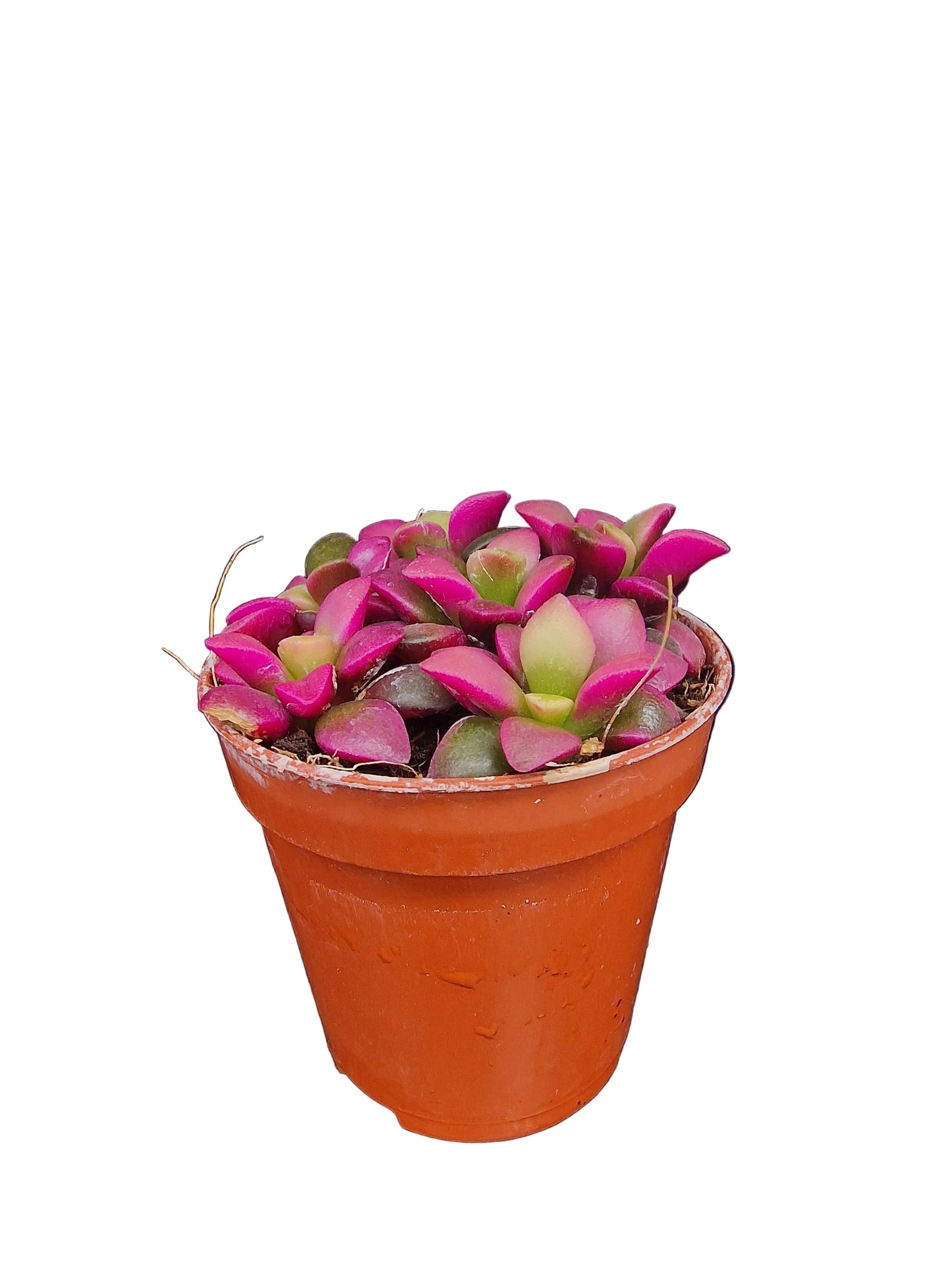 Anacampseros rufescens ‘Sunrise‘