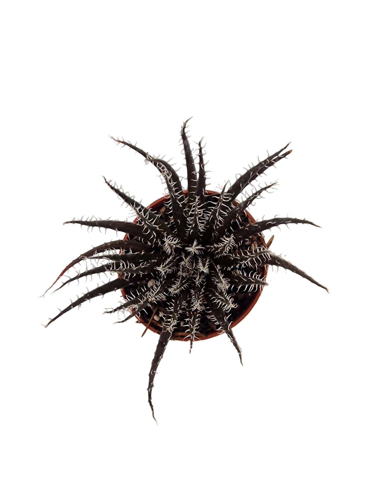Haworthia arachnoidea