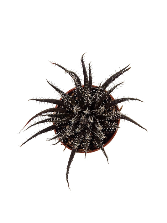 Haworthia arachnoidea