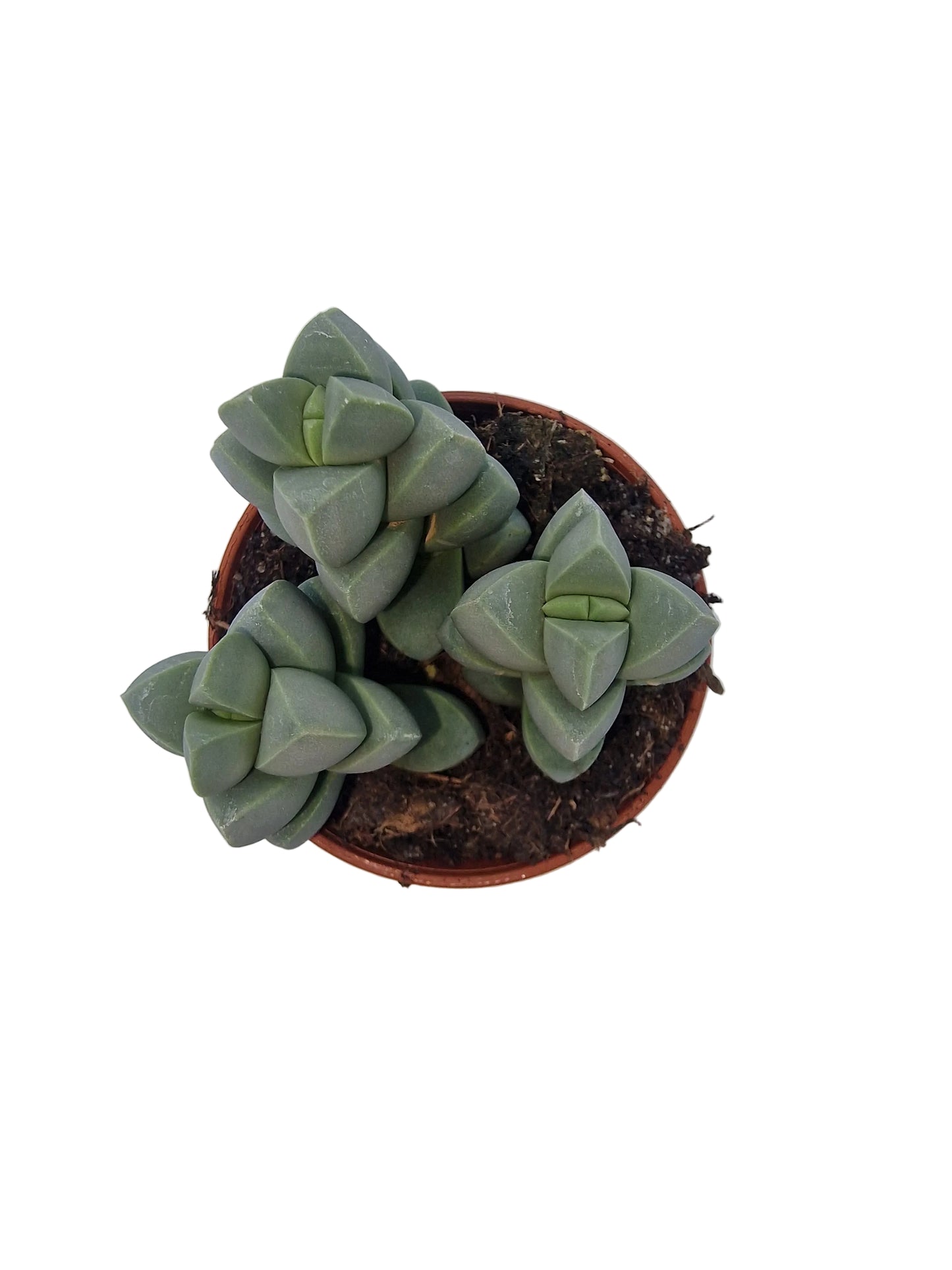 Delosperma lehmannii
