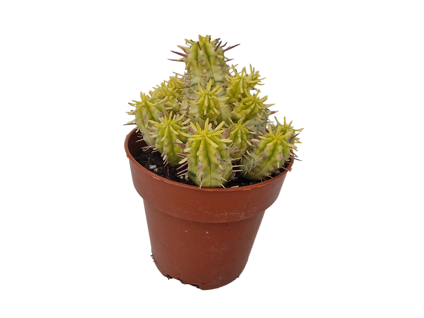 Euphorbia aggregata variegata