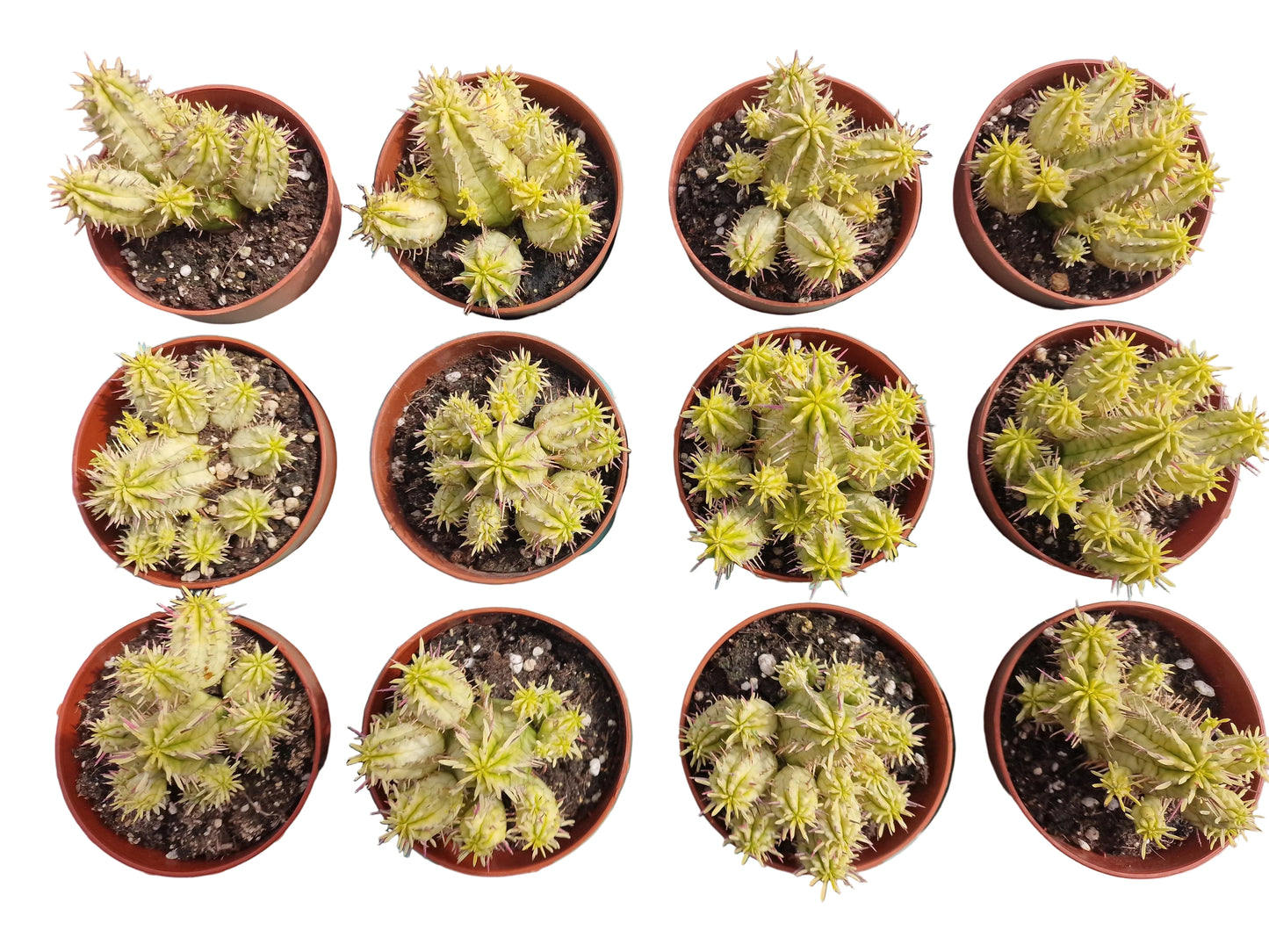 Euphorbia aggregata variegata