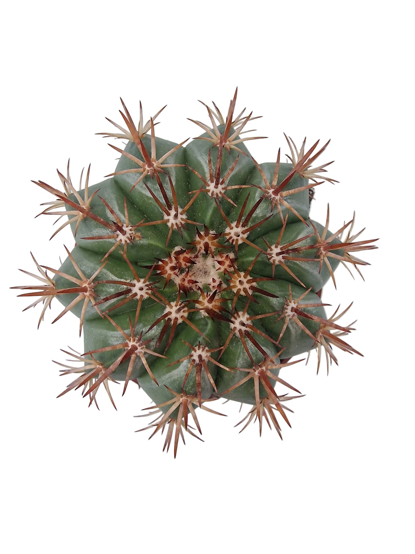 Melocactus disciformis