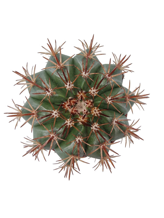 Melocactus disciformis