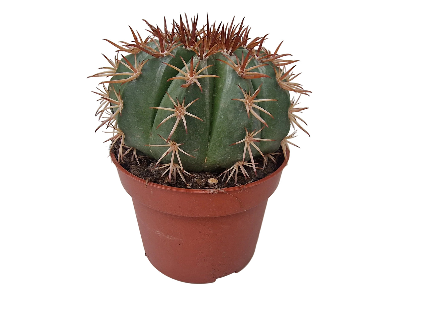 Melocactus disciformis