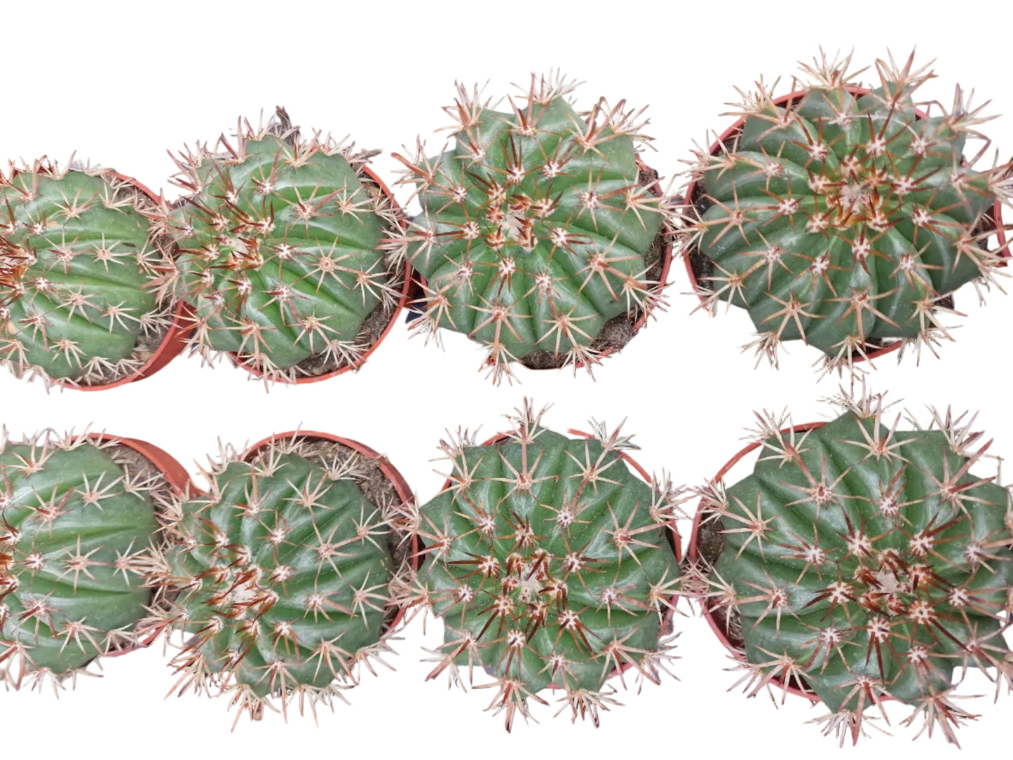 Melocactus disciformis