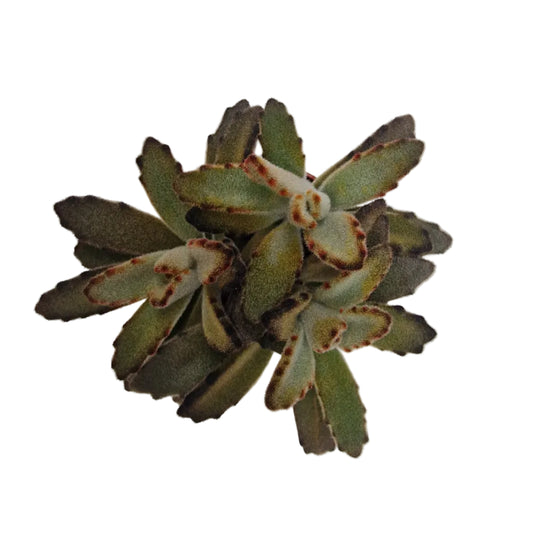 Kalanchoe tomentosa chocolate
