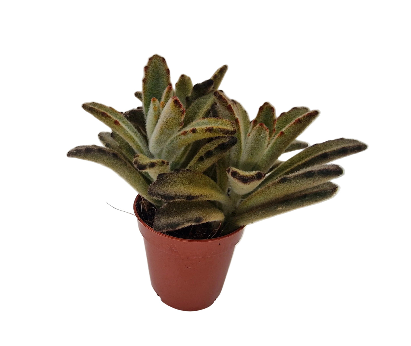 Kalanchoe tomentosa chocolate