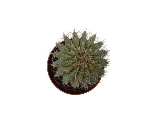 Parodia buiningii